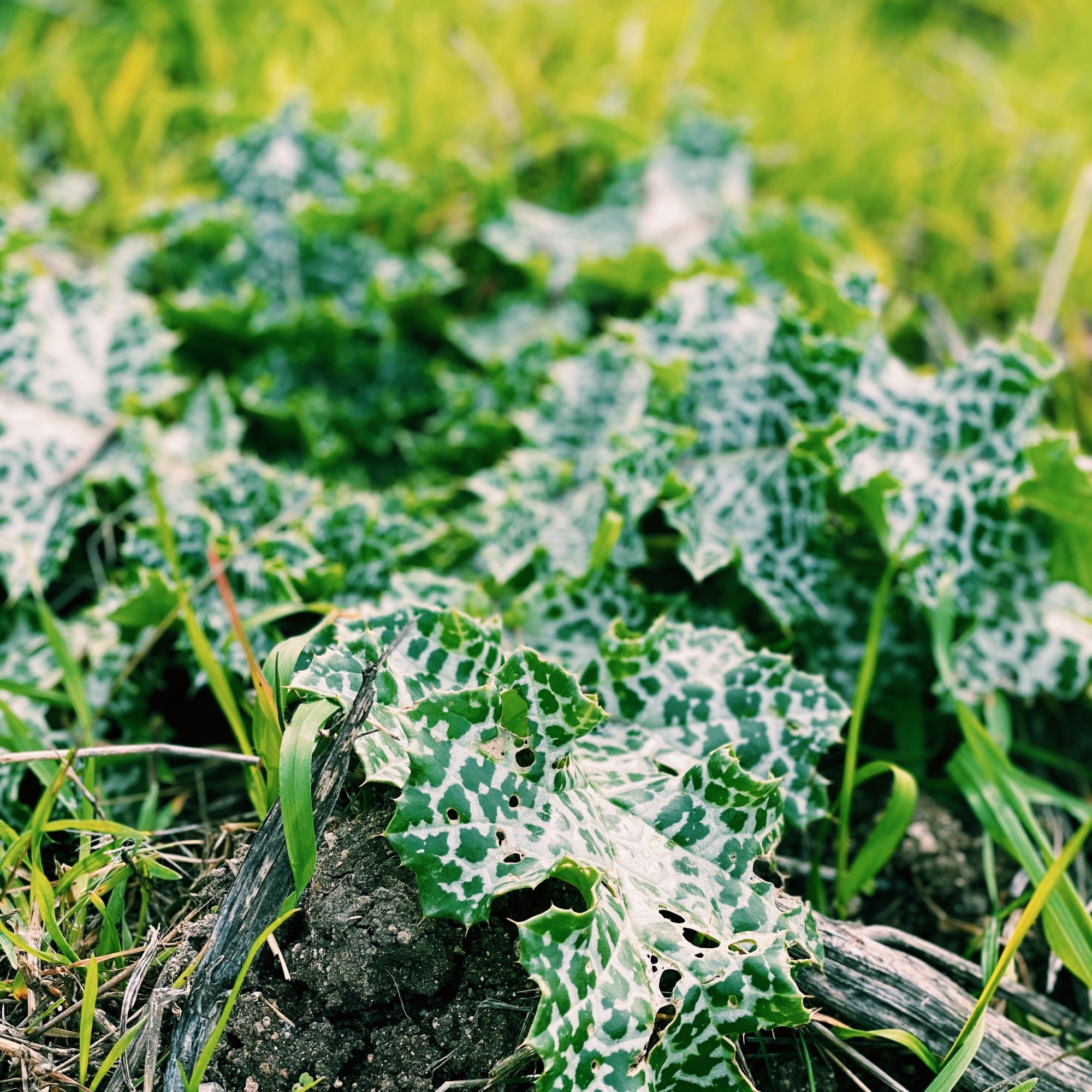 a vibrant, close up shot of a leafy forest-green weed with white speckling amidst the grass